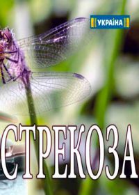 Стрекоза (сериал 2018) 1,2,3,4 серия